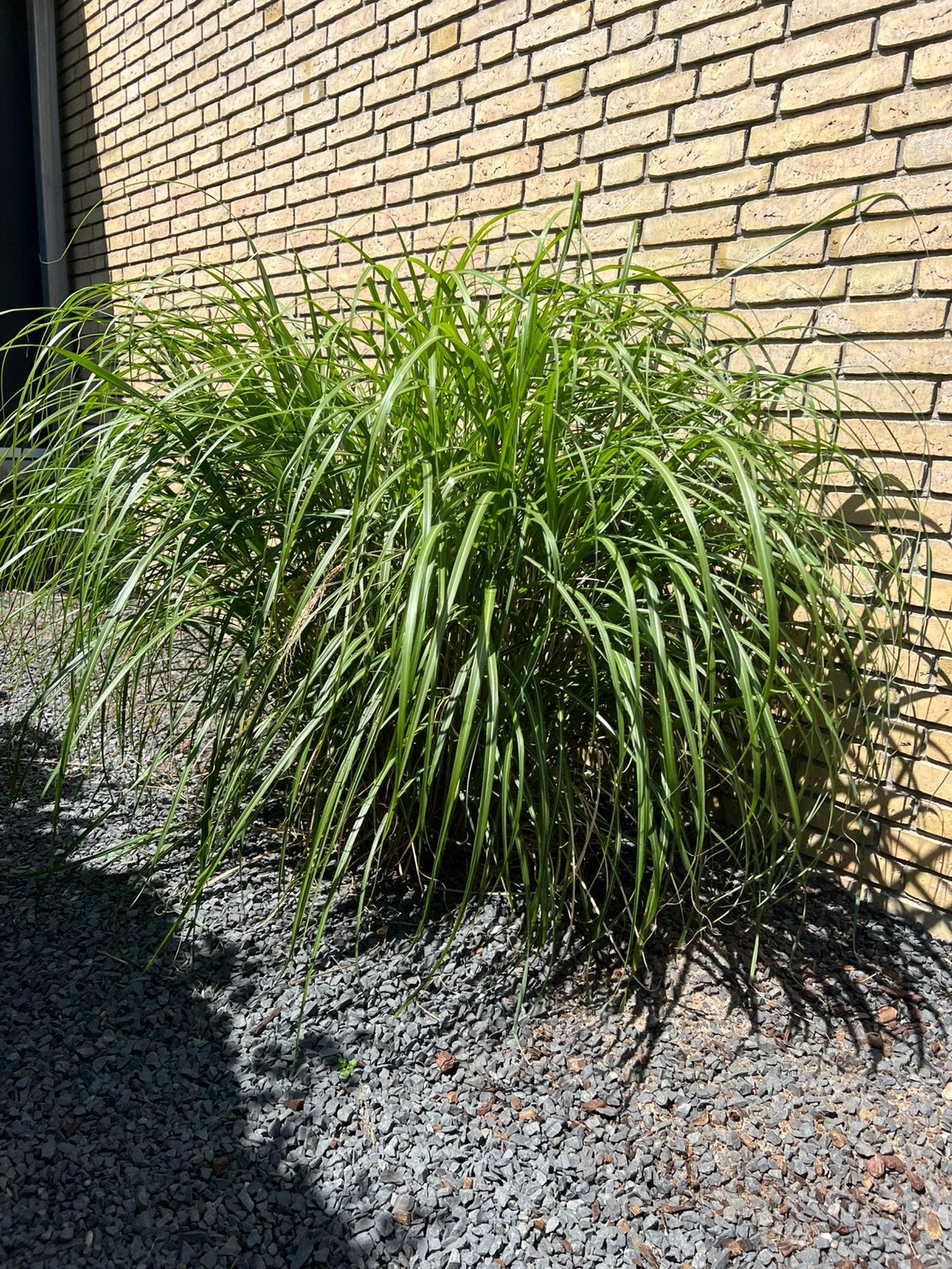 Miscanthus sinenis ‘Herman mussel’ - prachtriet, Tuin en Terras, Planten | Tuinplanten, Ophalen, Vaste plant, Siergrassen, Halfschaduw