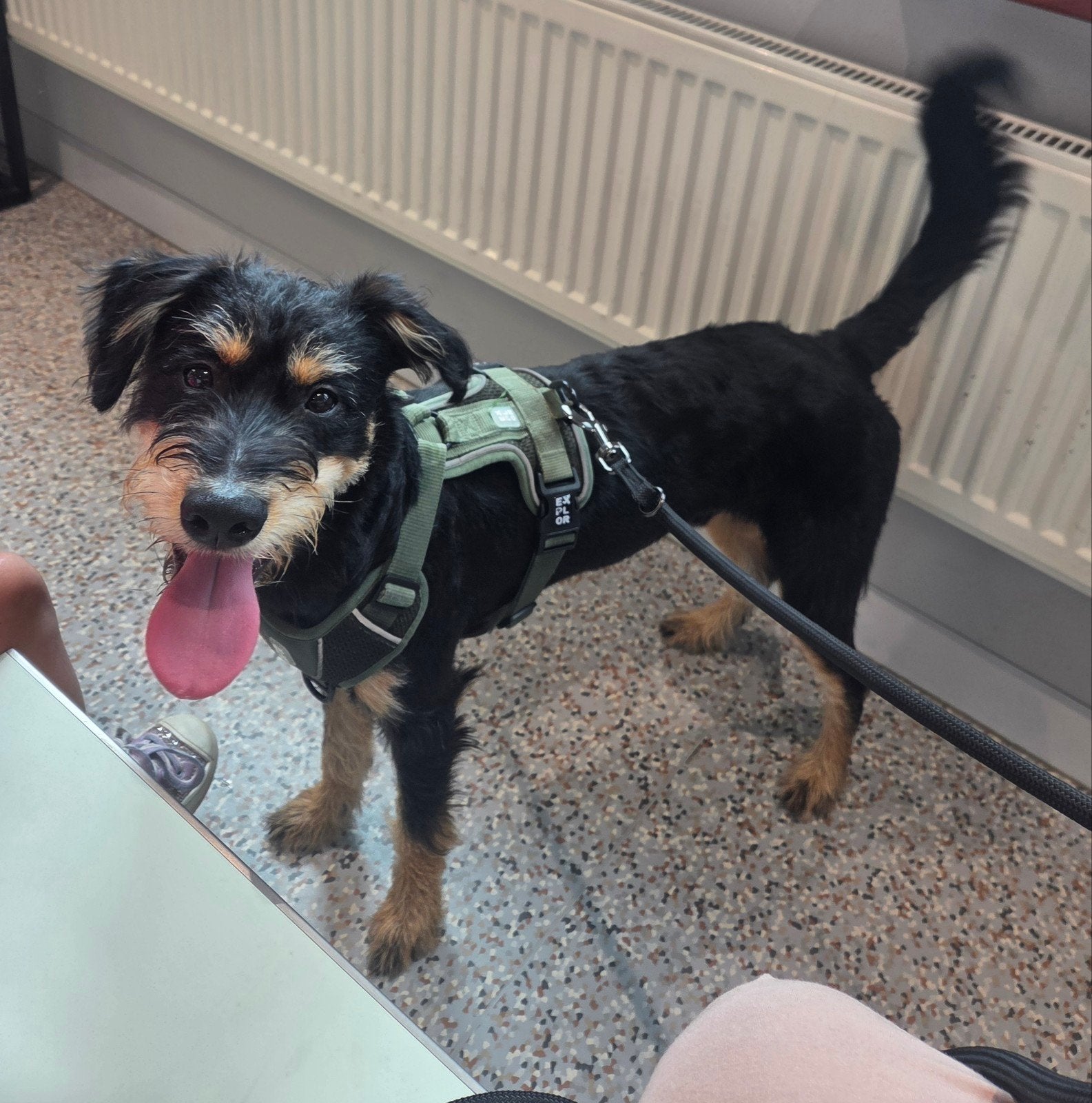 Schnoodle pup 8maanden, Dieren en Toebehoren, Honden | Niet-rashonden, 15 weken tot 1 jaar, Reu, Eén hond, Middel