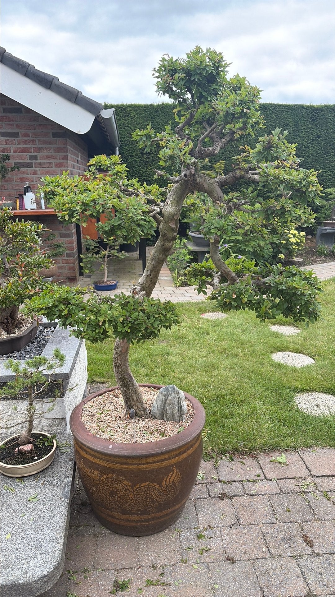 Bonsai ulmus, Bloeit niet, Overige soorten, Minder dan 100 cm, Ophalen