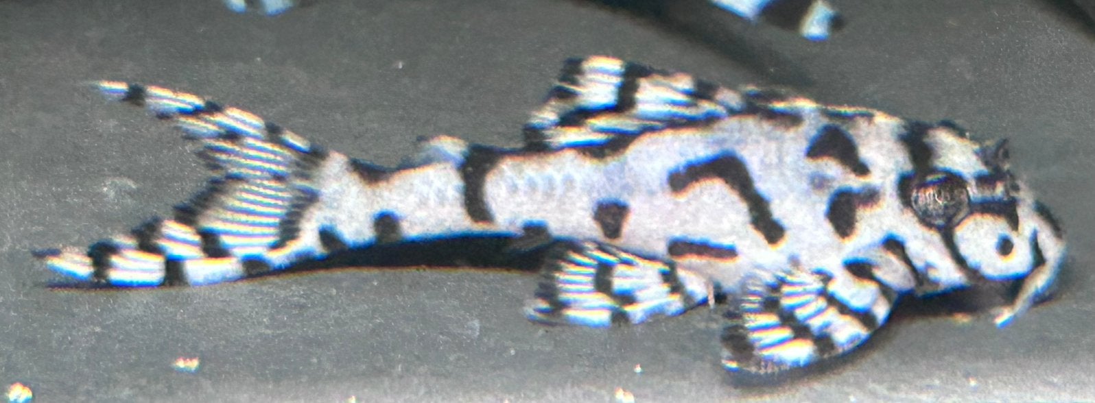 Hypancistrus sp. L236 Super White L236 SW, Vis