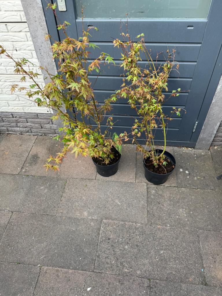 Acer, Ophalen, Overige soorten