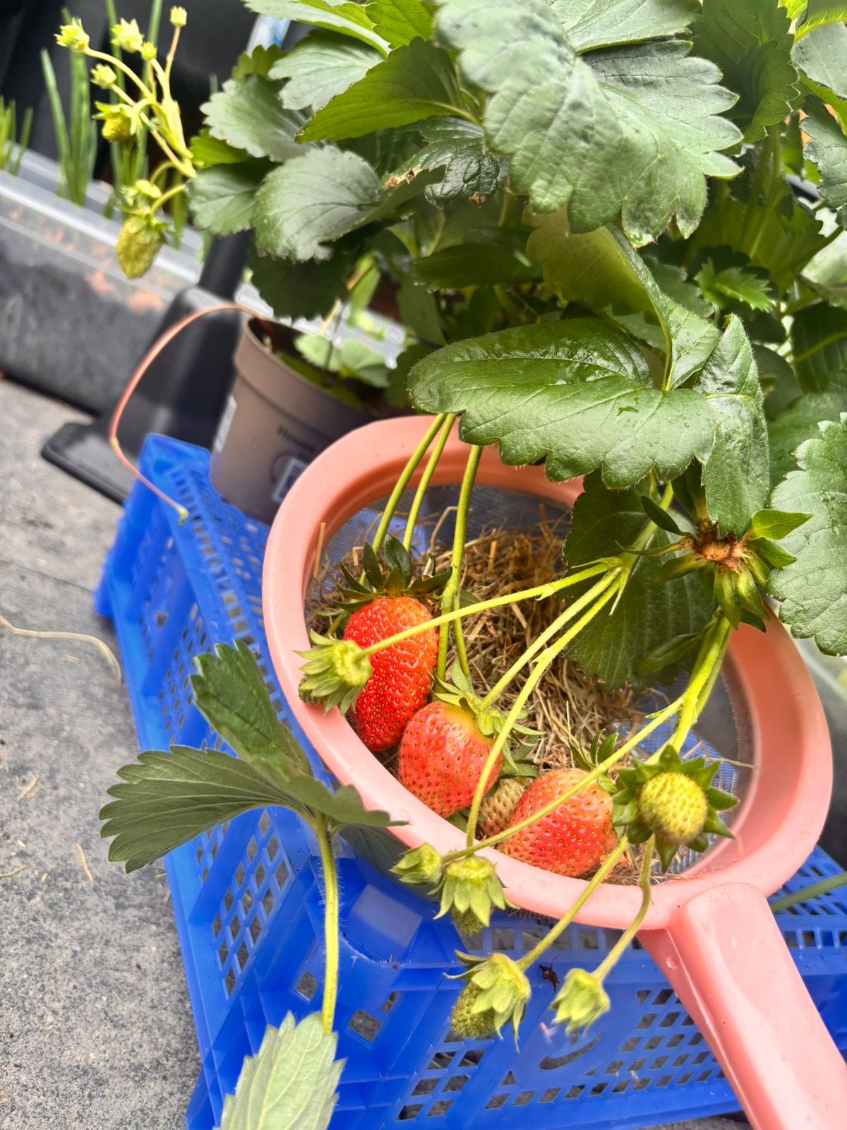 Aardbeiplantjes - Vers fruit uit eigen tuin, Volle zon, Vaste plant, Ophalen of Verzenden, Fruitplanten