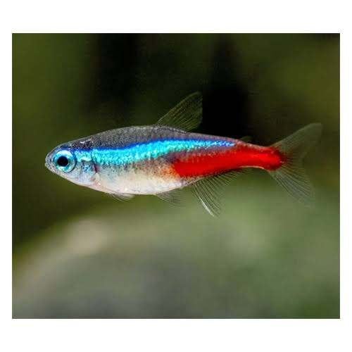 Neon Tetra - Neontetra bij Koidreams in Valburg
