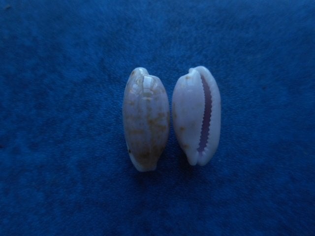 Schelpen: Cypraea subteres Weinkauff gem 14-15mm, Ophalen of Verzenden, Schelp(en)