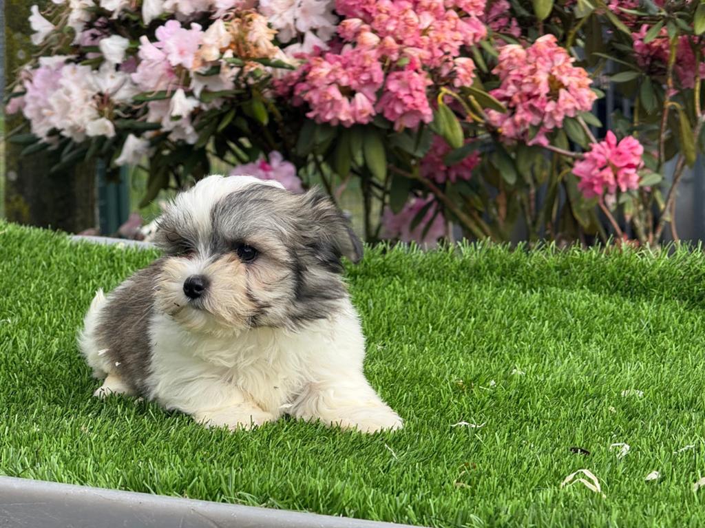 Te koop mooie boomer pups, Dieren en Toebehoren, Honden | Chihuahua's en Gezelschapshonden, Parvo, Nederland, Overige rassen, 8 tot 15 weken
