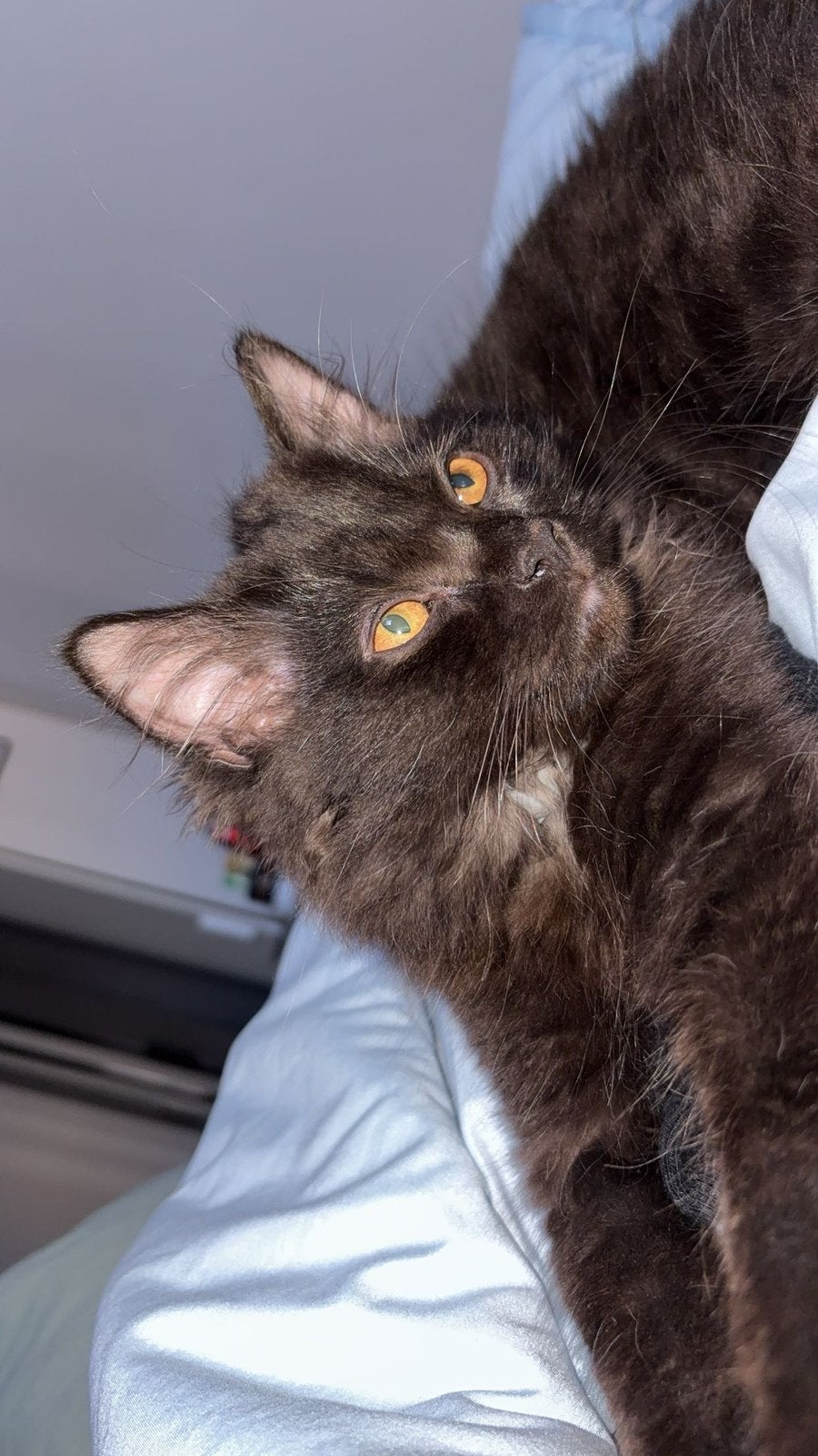 Lieve Britse Korthaar & Langhaar|Aya & Oreo|Compleet pakket, Dieren en Toebehoren, Meerdere dieren, Gechipt, 0 tot 2 jaar