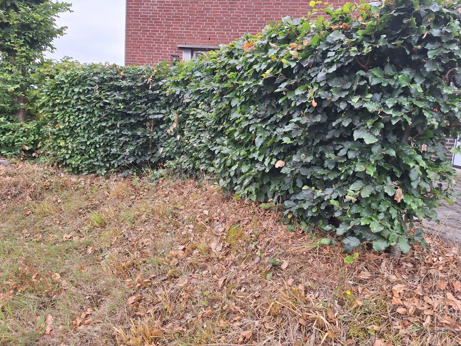 Beukenhaag, Tuin en Terras, Planten | Struiken en Hagen, Ophalen, Beukenhaag, 100 tot 250 cm