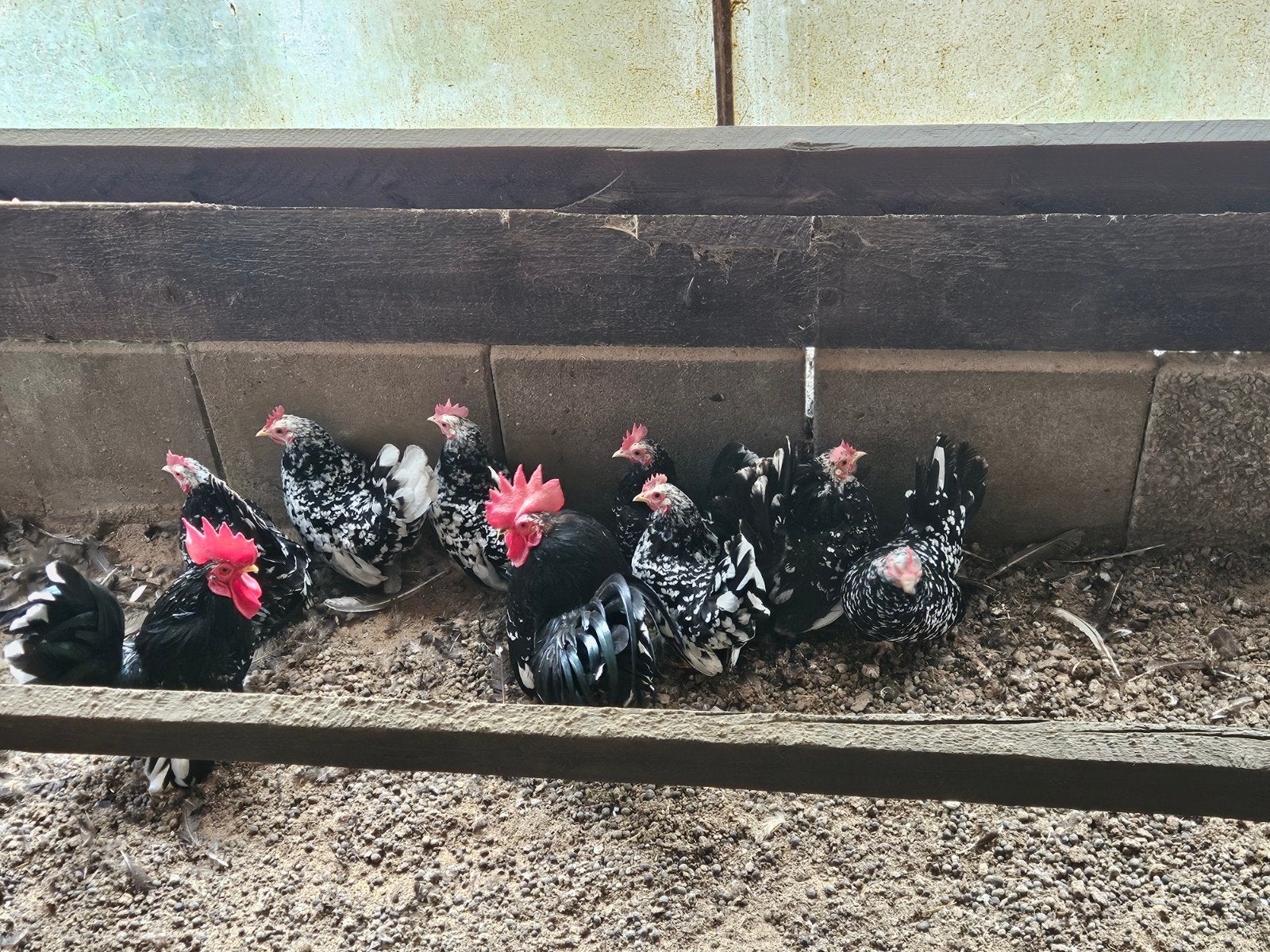 chabo hennen te koop, Dieren en Toebehoren, Vrouwelijk, Kip