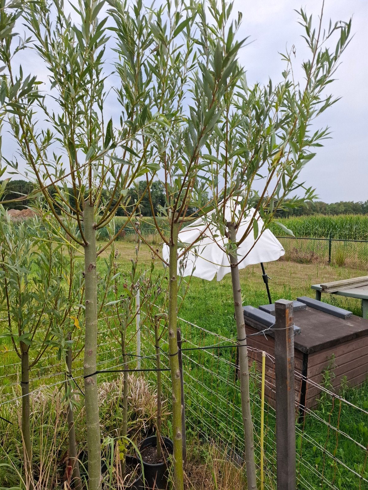 mooie knotwilgen te koop, Overige soorten, 100 tot 250 cm, Zomer, Ophalen