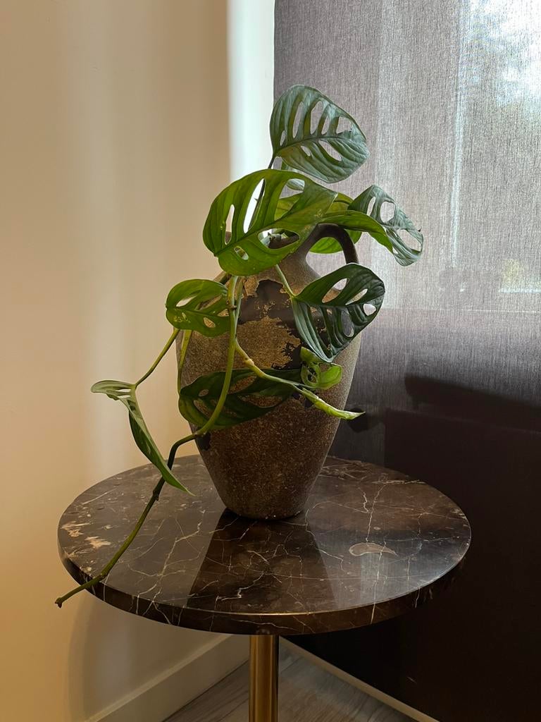 Monstera Adansonii in Water – Sculptural Vase Edition, Ophalen, Minder dan 55 cm, Zo goed als nieuw, 60 cm of meer