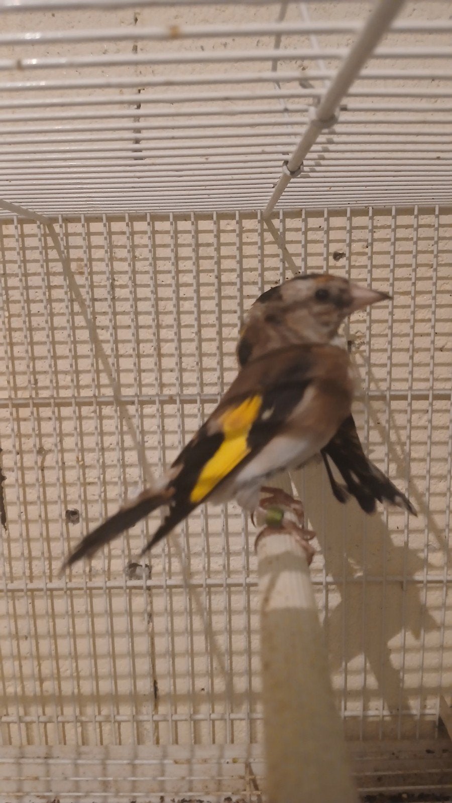 -Een-koppel parva putter Zuiver kleine van 2026, Dieren en Toebehoren, Vrouwelijk, Wildzangvogel, Geringd