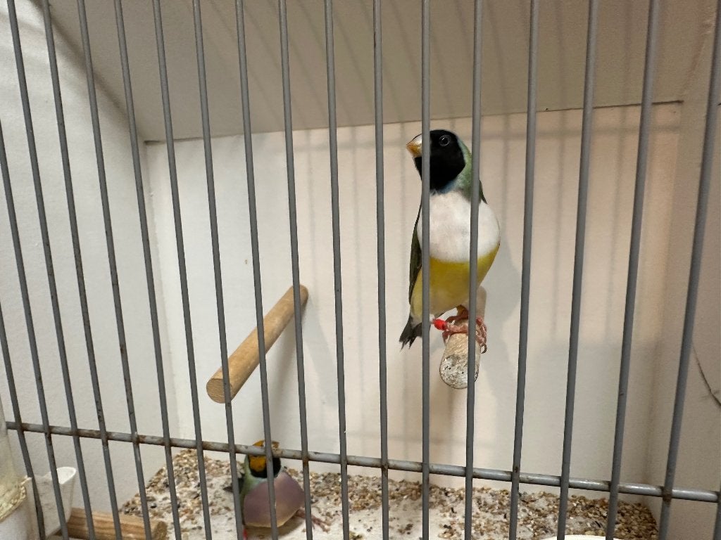 Goulds amadine, Dieren en Toebehoren, Ophalen, Hout, Volière