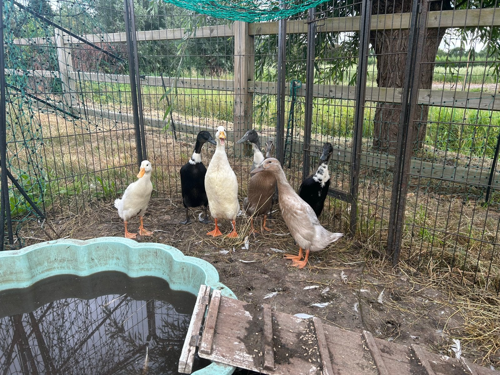 Loopeenden te koop, Dieren en Toebehoren, Meerdere dieren, Eend