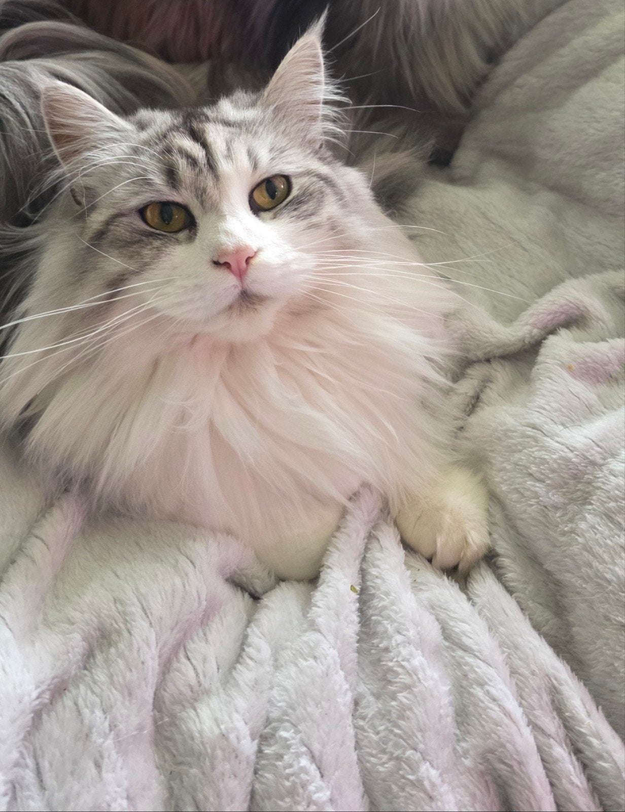 poes kruising maine coon/pers, Poes