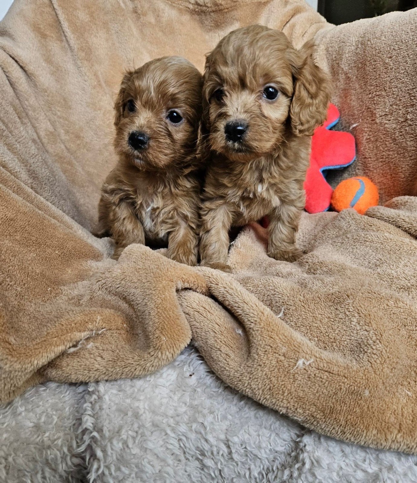 Maltipoo pups boomer, 8 tot 15 weken, Meerdere, Nederland, Fokker | Hobbymatig