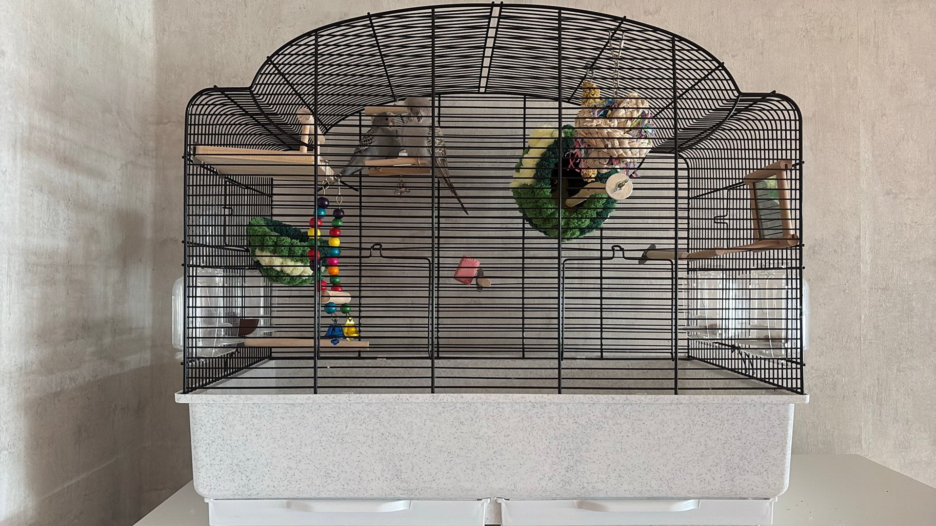 ZSM Liefdevol thuis gezocht voor onze parkieten Kiwi & Coco, Dieren en Toebehoren, Meerdere dieren, Parkiet