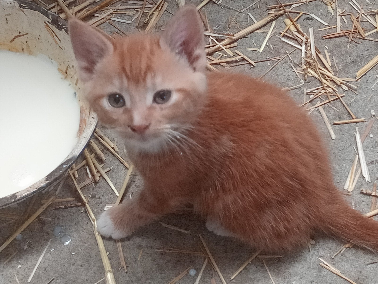kittens