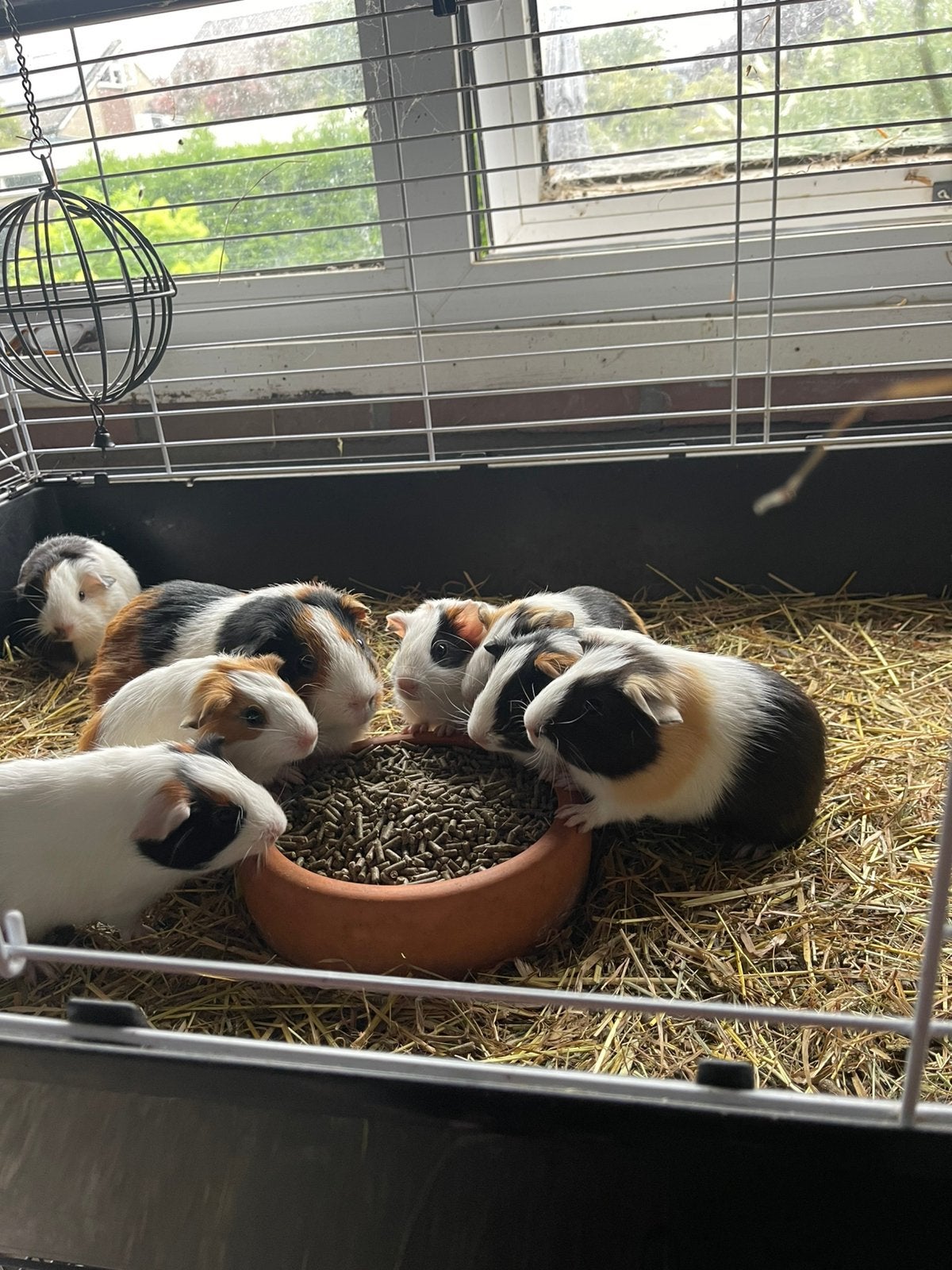 Lieve jonge cavia beertjes. Tijdelijk GRATIS. Nog 5., Dieren en Toebehoren, Cavia, Juni, Mannelijk, Tam