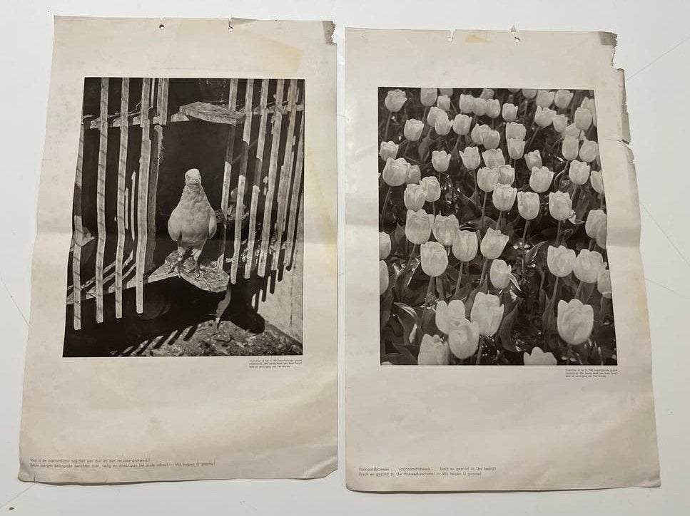 Vintage Zwart-wit Foto's: Duif en Tulpen, Ophalen of Verzenden, Foto, Fotografie, Origineel