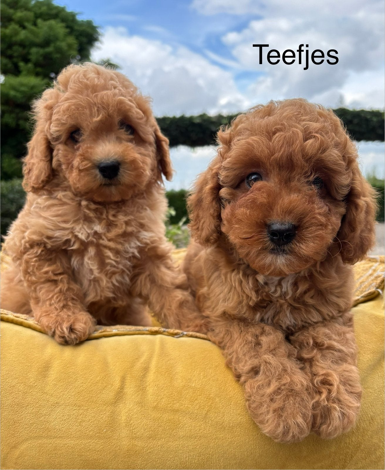 Labradoodle mini pups, Dieren en Toebehoren, Honden | Retrievers, Spaniëls en Waterhonden, Nederland, Overige rassen, 8 tot 15 weken