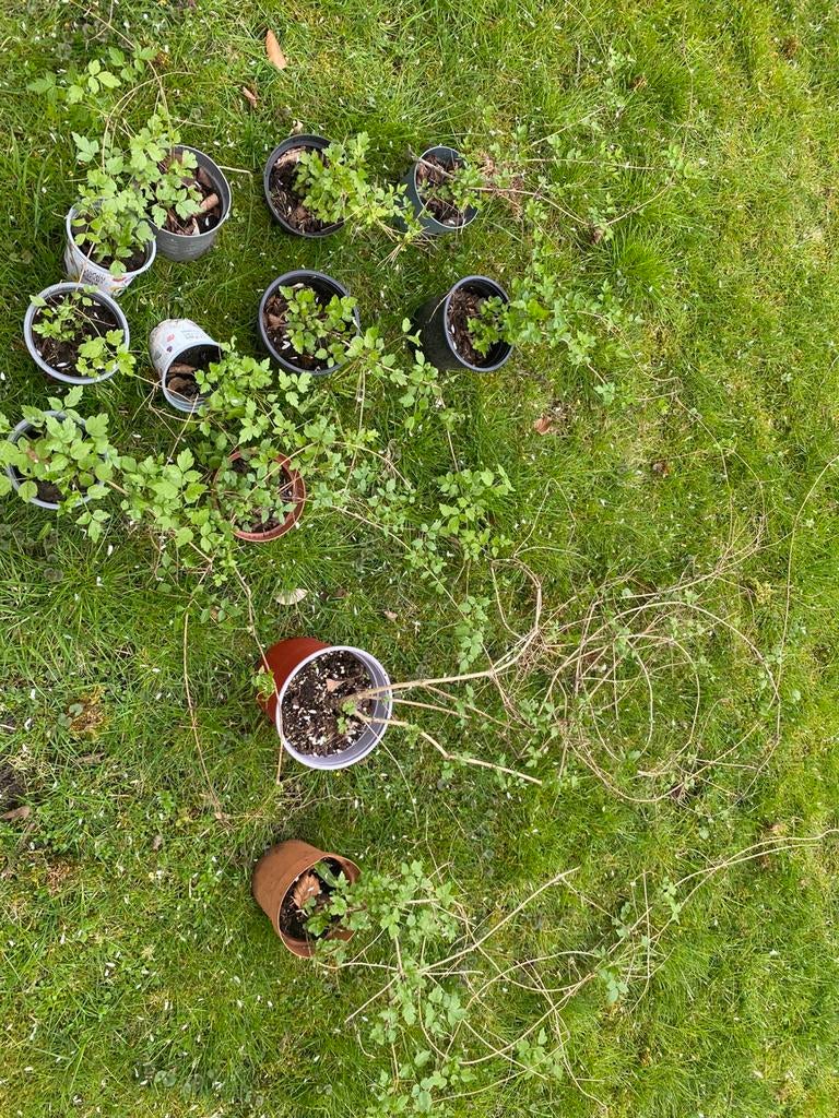 Mini clematis, klimplant, mooie witte bloempjes, Ophalen, Overige soorten, Volle zon