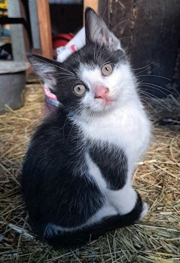 Super gezellige kittens, (mogen het nest verlaten), Meerdere dieren