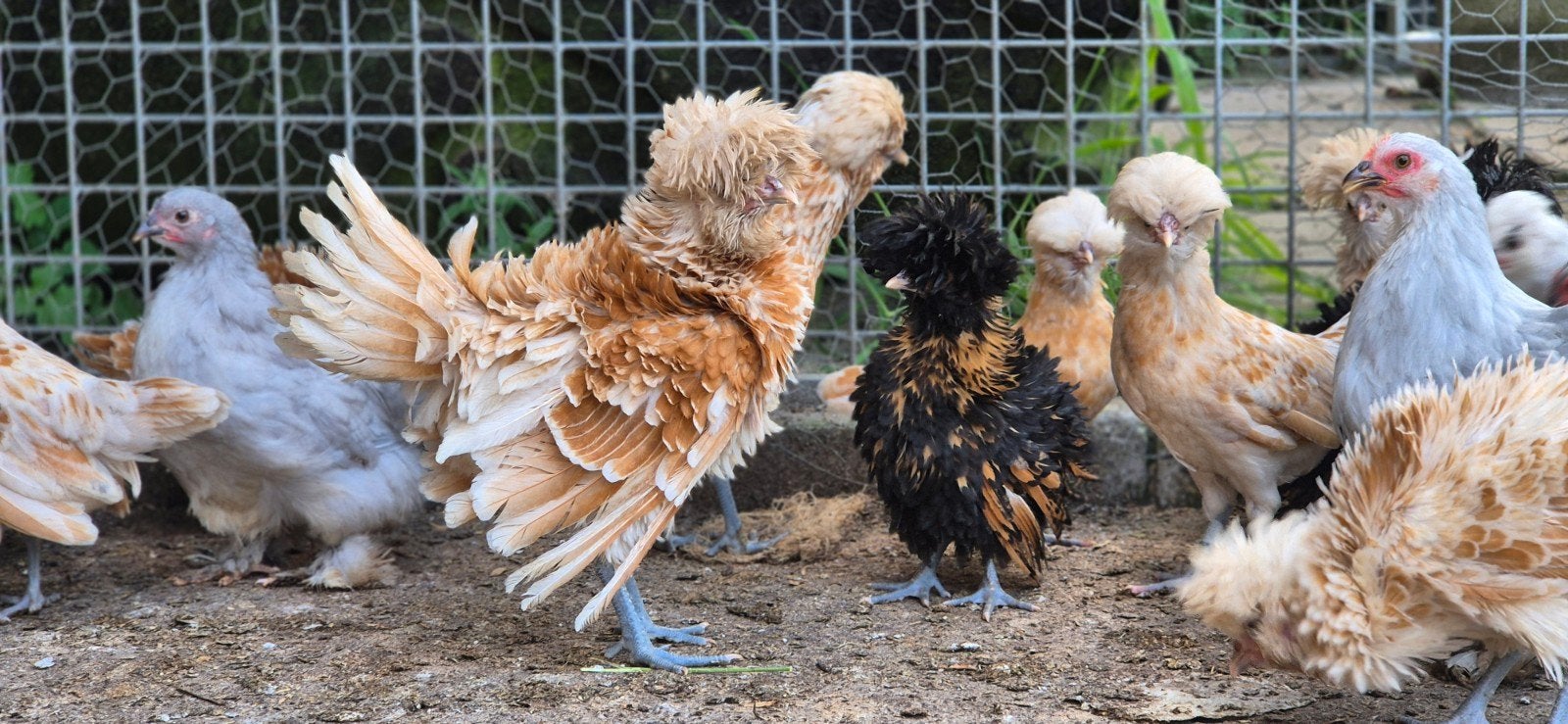 Padua/baardkuifhoender, cochin en padua x blue de landes, Geslacht onbekend, Kip