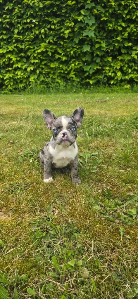Exclusieve Franse Bulldog pups – Blue Merle & Fawn Merle, Dieren en Toebehoren, Honden | Bulldogs, Pinschers en Molossers, 8 tot 15 weken