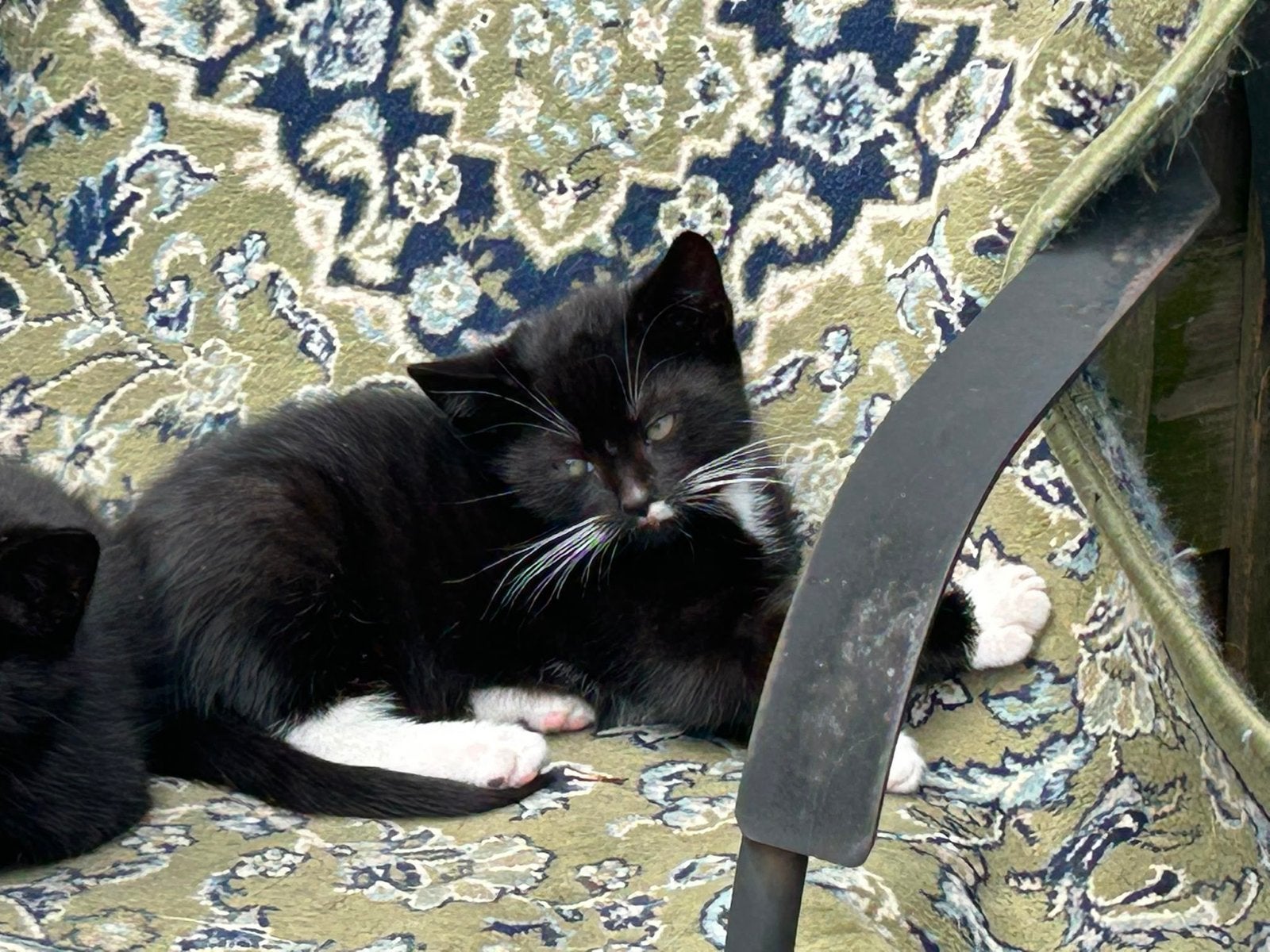 Gratis kittens op te halen, Dieren en Toebehoren, Meerdere dieren, Kortharig, 0 tot 2 jaar