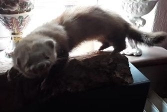 Opgezette BUNZING fret op boomstam nog mooie vacht, Verzenden, Gebruikt, Wild dier, Opgezet dier