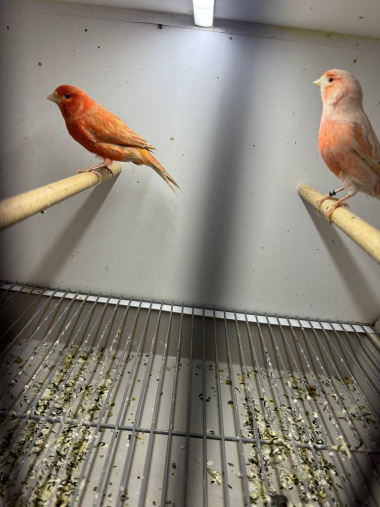 Rood agat kanarie koppel, Dieren en Toebehoren, Vogels | Kanaries, Meerdere dieren, Kleurkanarie