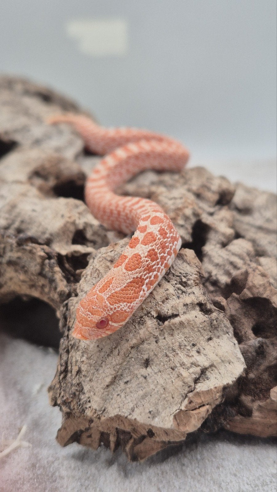 Ex red albino Haakneusslang Hognose Snake photo 2