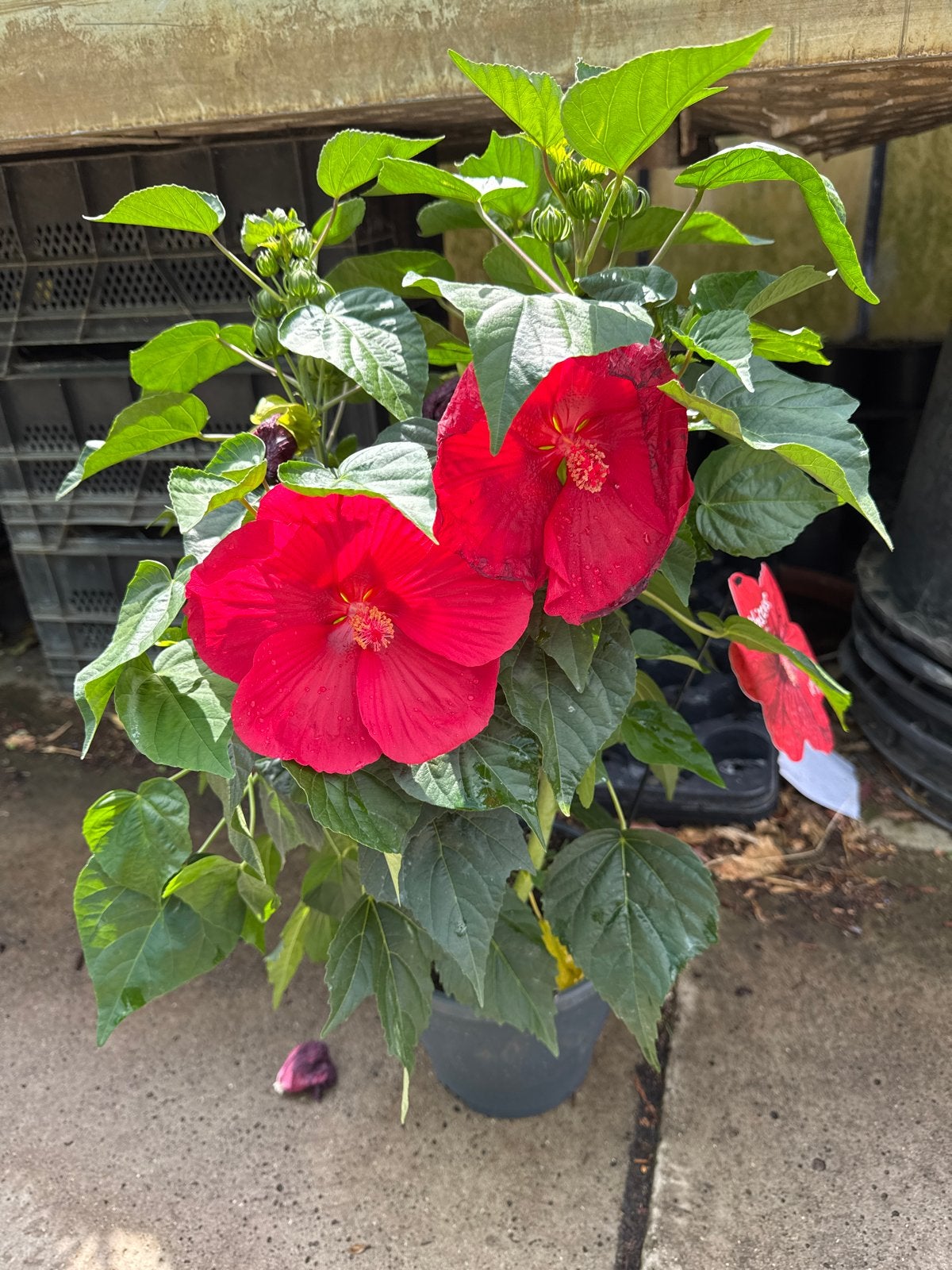 Reuzen Hibiscus in 23 cm pot - Bloeit 3-4 maanden!, Tuin en Terras, Planten | Tuinplanten, Volle zon, Vaste plant, Zomer, Ophalen