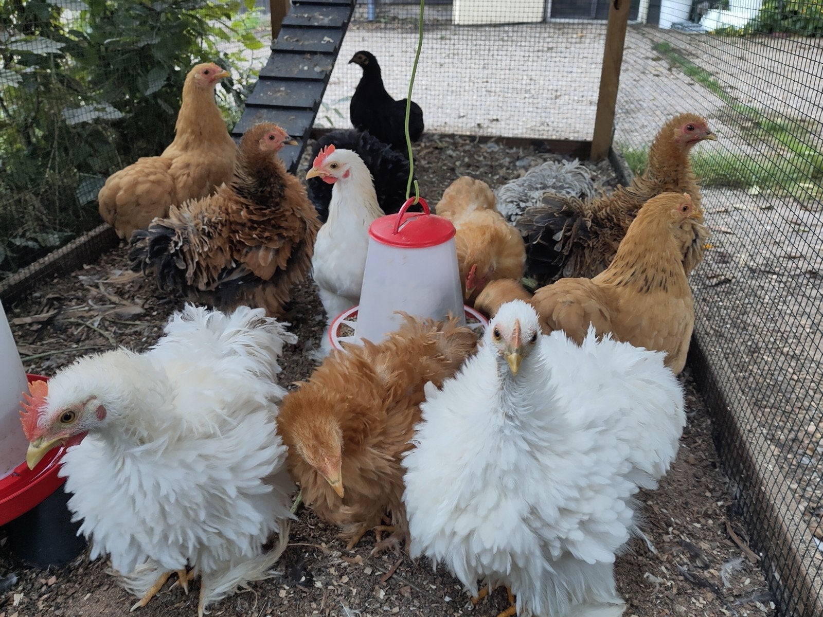 Cochin kriel hennetjes, Dieren en Toebehoren, Meerdere dieren, Kip