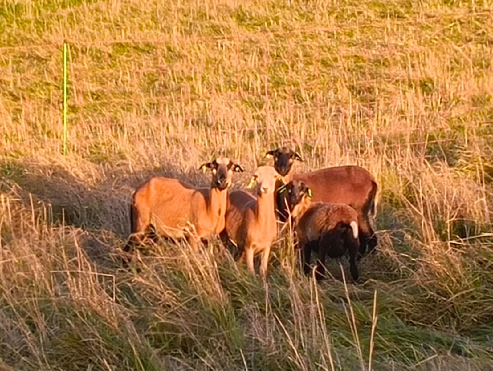 4 Kameroen ooien, Dieren en Toebehoren, Schapen, Geiten en Varkens, Vrouwelijk, Schaap