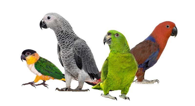Kromsnavels/ papegaaien gezocht!, Dieren en Toebehoren, Vogels | Parkieten en Papegaaien, Papegaai, Meerdere dieren