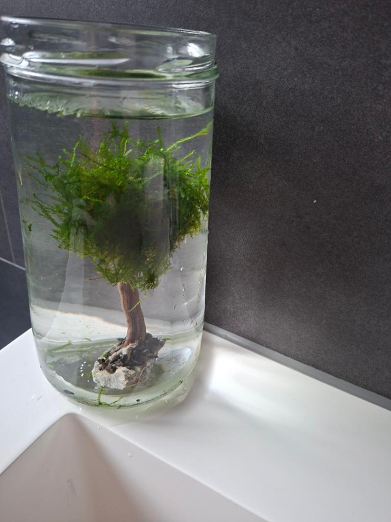 Leuke boom met echt mos voor in het aquarium, Ophalen of Verzenden, Plant(en), Steen of Hout