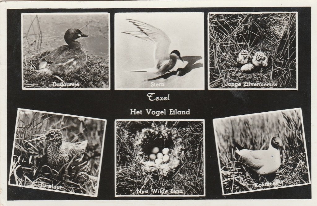 TEXEL Vogels 1957, Verzamelen, Ansichtkaarten | Nederland, Gelopen, Waddeneilanden, 1940 tot 1960, Verzenden