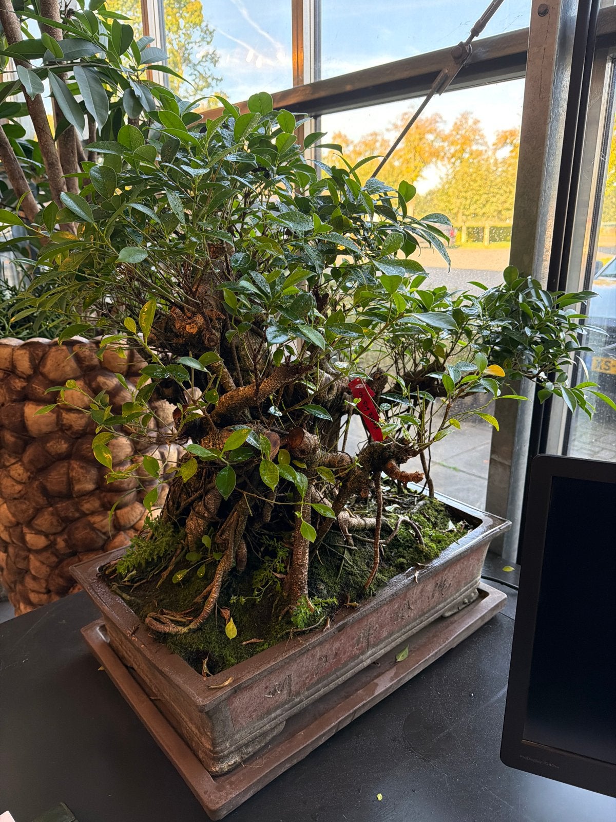 Prachtige Ficus Bonsai - 80x80x60cm, Huis en Inrichting, Ophalen, Ficus, In pot, Minder dan 100 cm