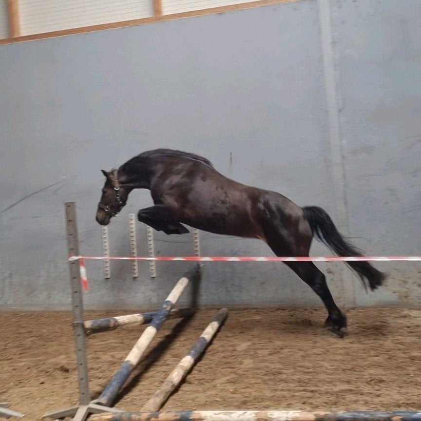 Leuke 4jarige welsh cob merrie, Dieren en Toebehoren, Pony's, Merrie, Onbeleerd, D pony (1.37m tot 1.48m), 3 tot 6 jaar, Met stamboom