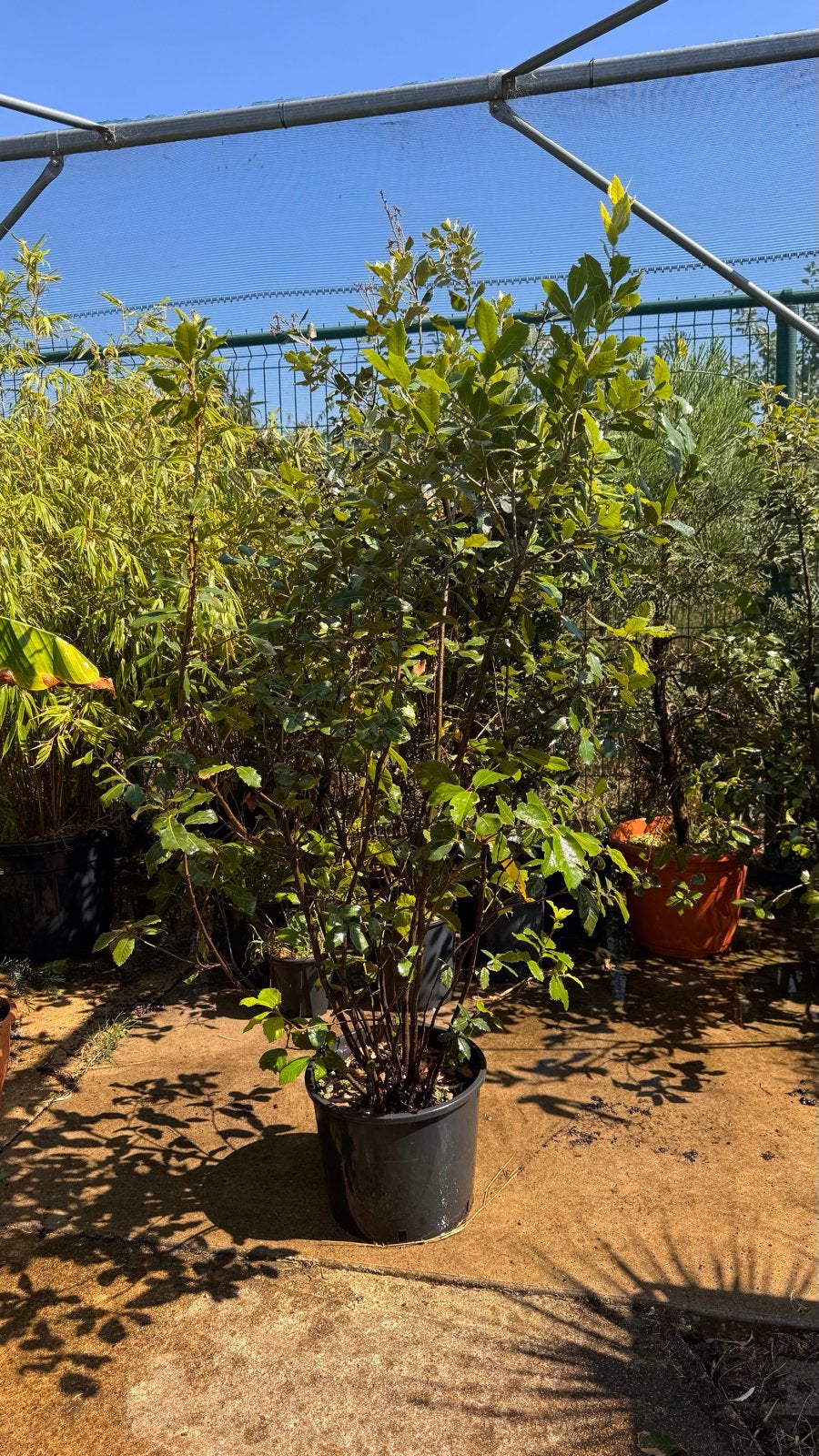 Meerstammige Quercus ilex - Steeneik 125/150 cm, Overige soorten, Lente, 100 tot 250 cm, Ophalen