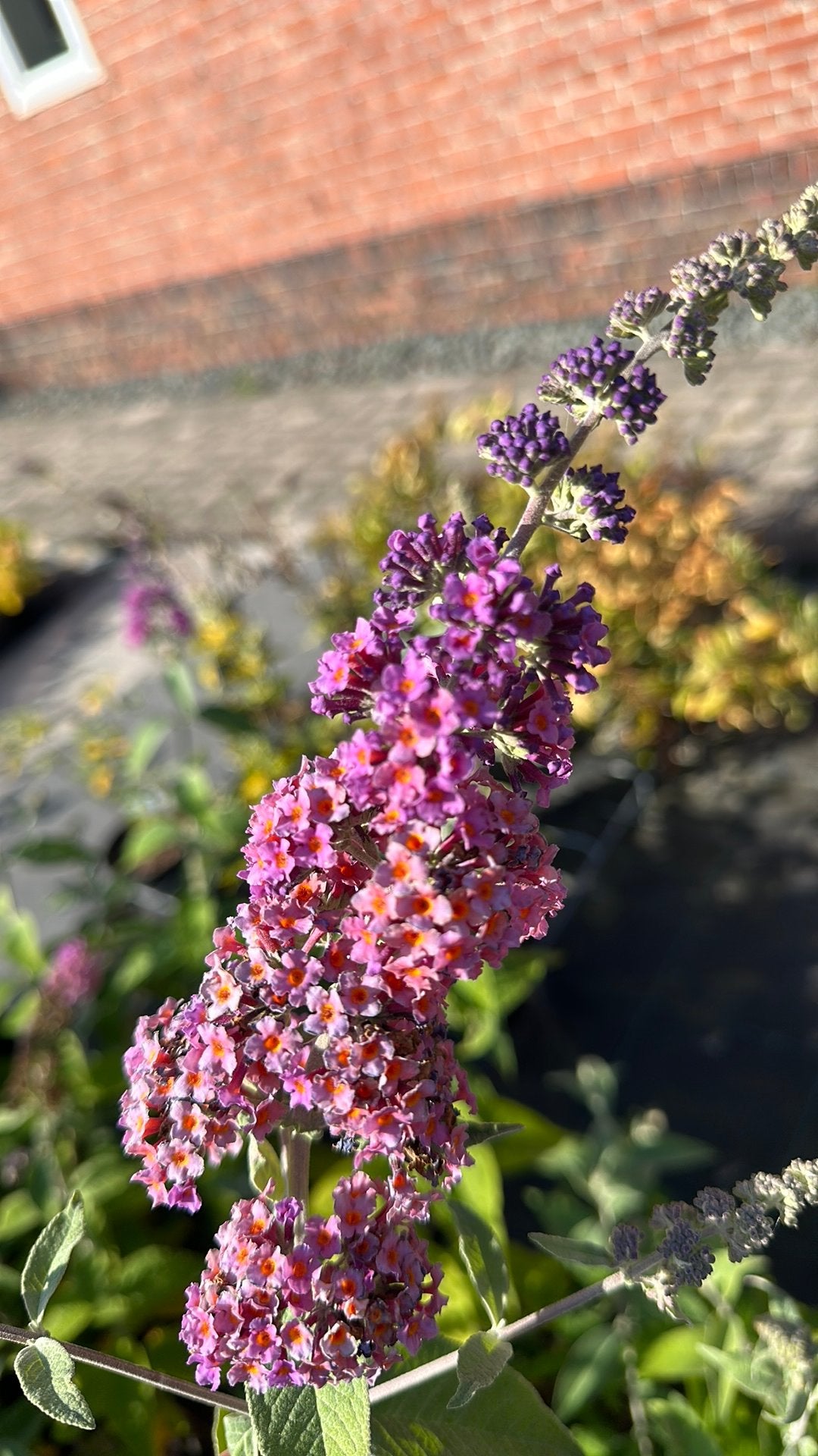 Vlinderstruiken, Tuin en Terras, Ophalen, Overige soorten