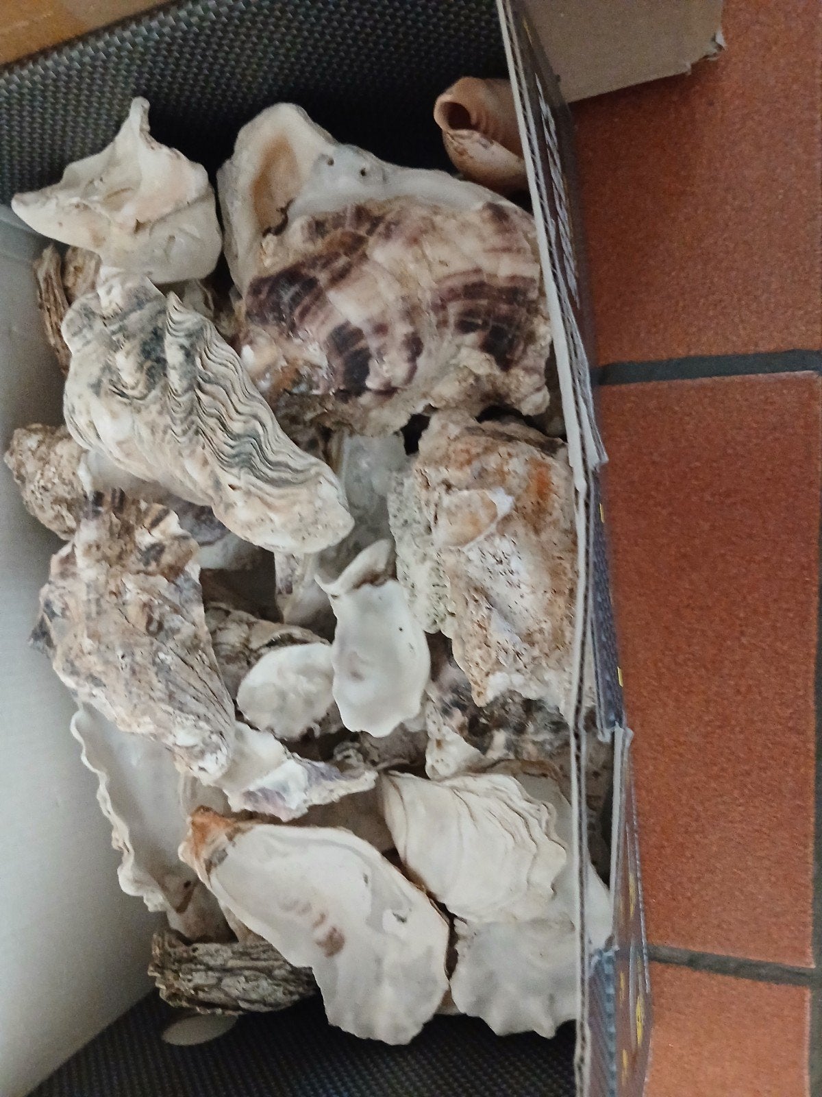 Schelpen, Ophalen, Zo goed als nieuw