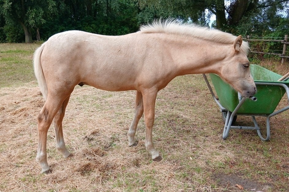 partbred 3/4 Connemara D palomino hengst veulen, Dieren en Toebehoren, Pony's, Hengst, 0 tot 2 jaar