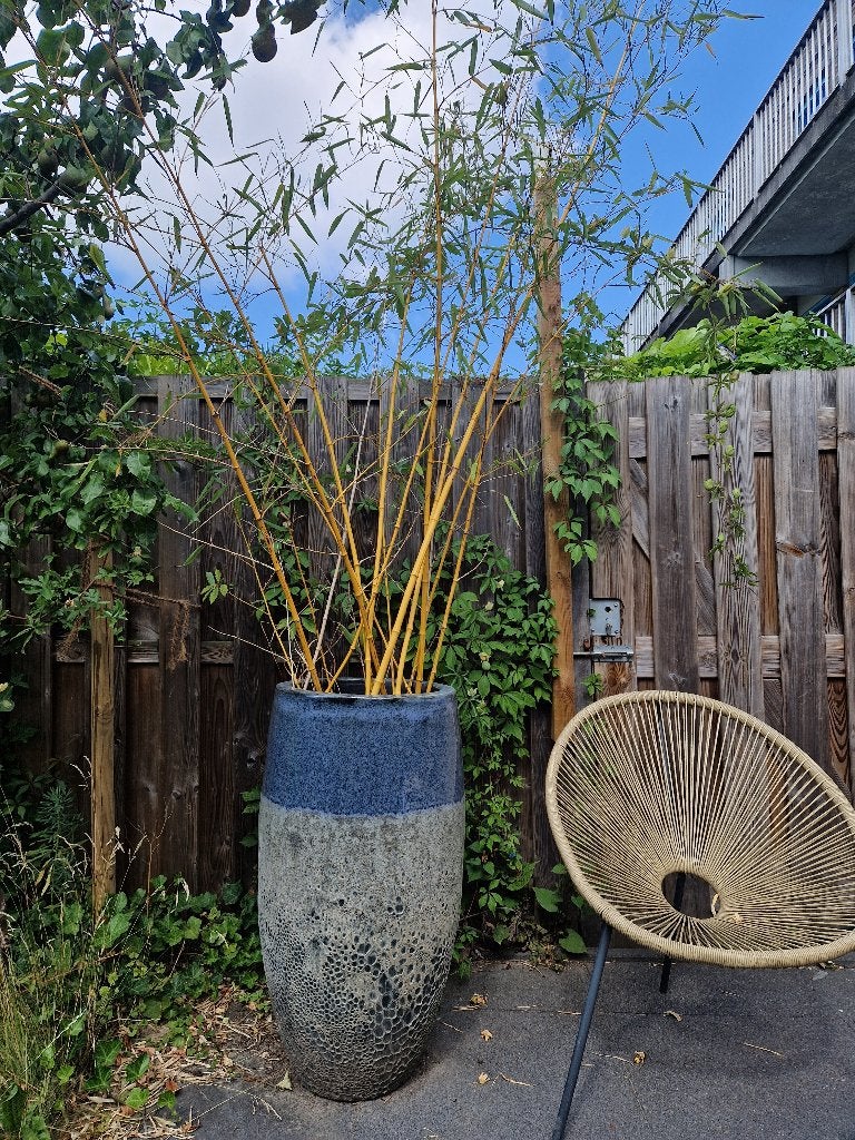 Bamboe in pot, Volle zon, Vaste plant, Bloeit niet, Ophalen