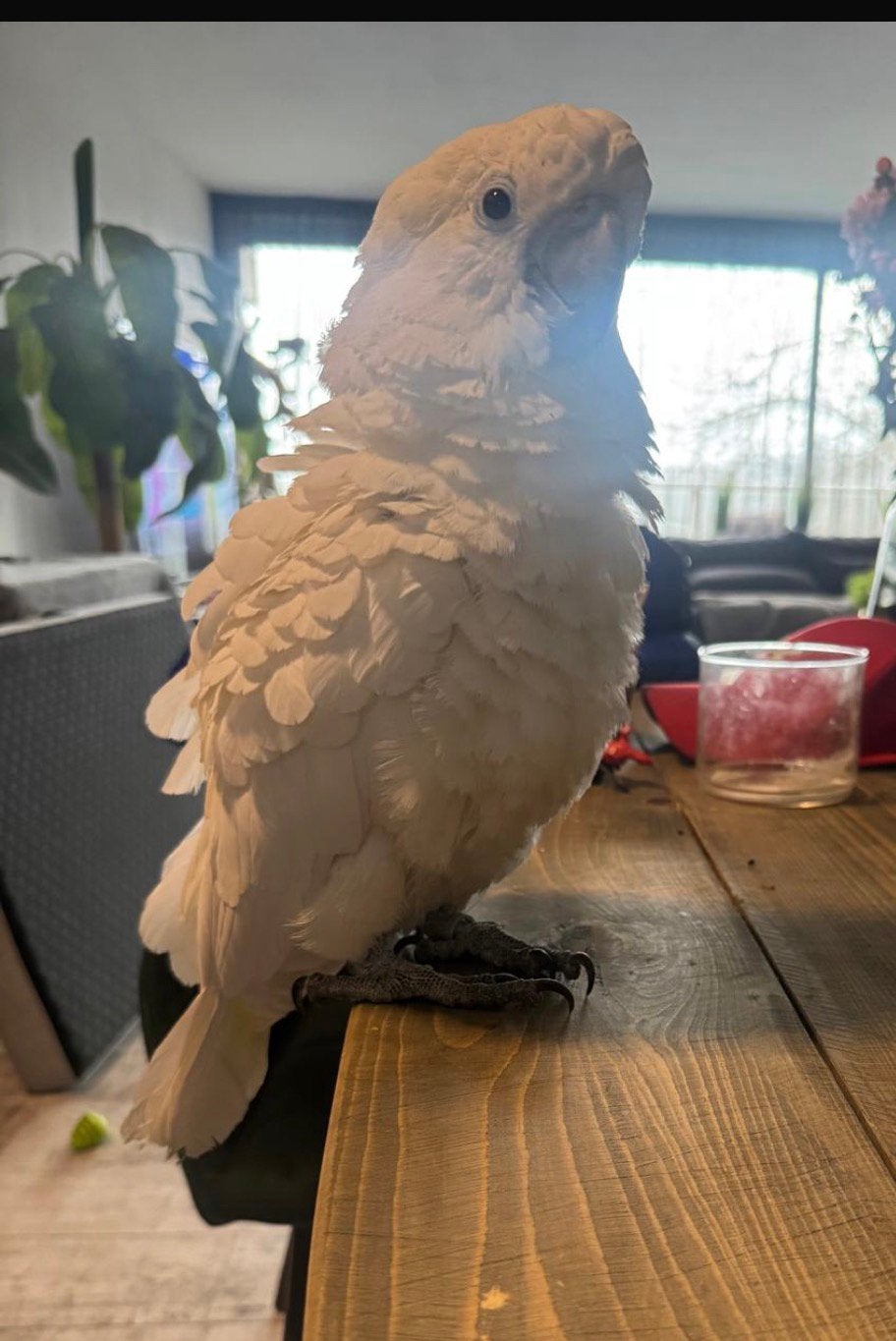 Unieke Geelkuif x Du Corph kaketoe, Mannelijk, Papegaai
