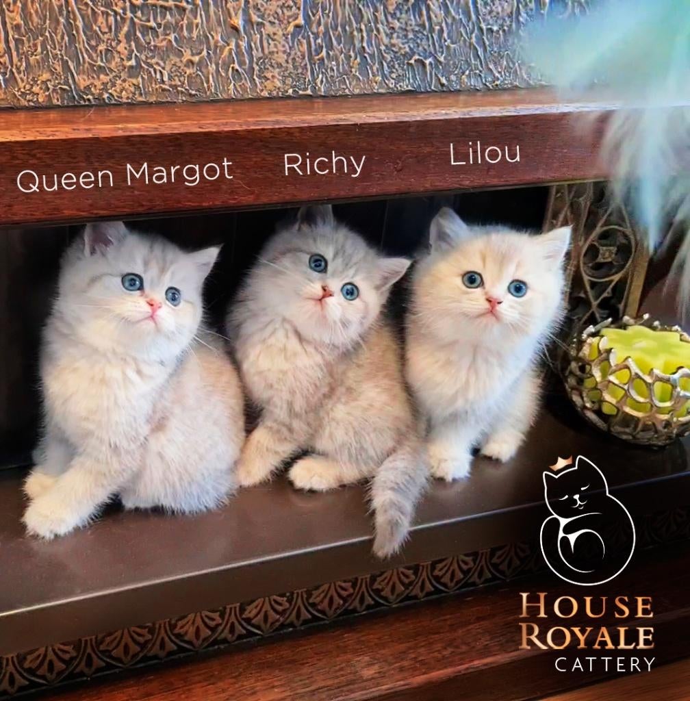 De mooiste en liefste Britse Korthaar kittens met stamboom, Dieren en Toebehoren, Katten en Kittens | Raskatten | Korthaar, Meerdere dieren