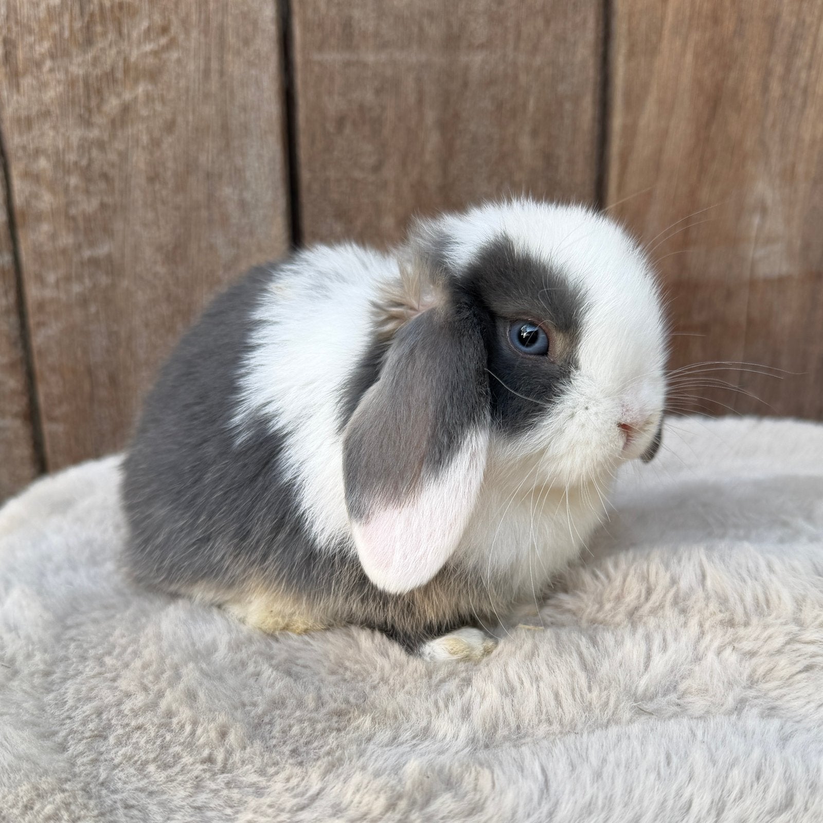 Lieve raszuivere minilop baby konijntjes, Meerdere dieren, Dwerg