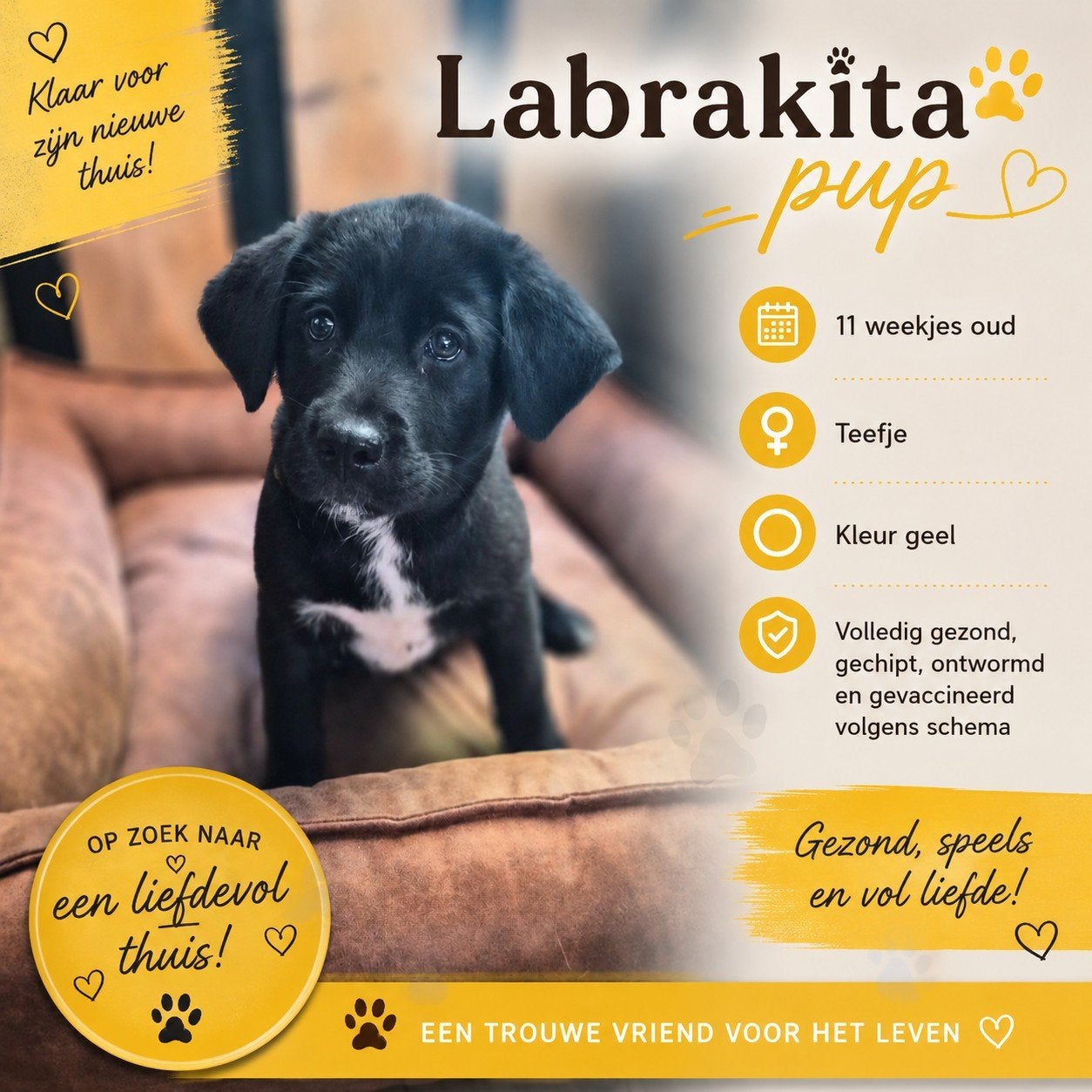 Nog 3 Labrakita pups, Dieren en Toebehoren, Parvo, Overige rassen, 8 tot 15 weken, Meerdere