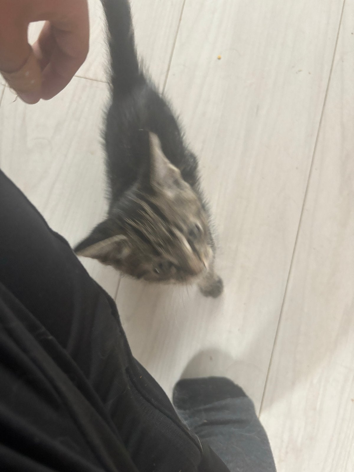 Kittens oranje en cyprus, Meerdere dieren